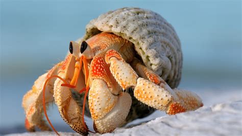 hermit crab pics